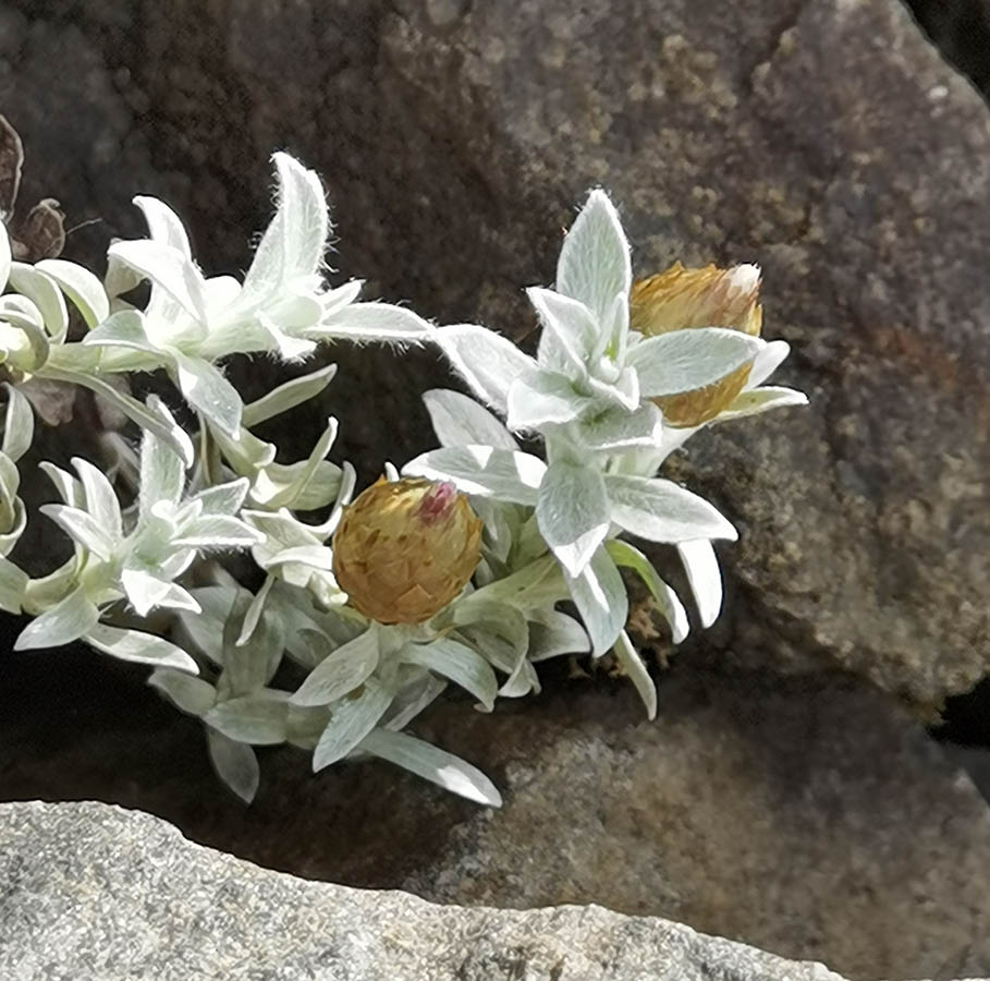 Helichrysum retortum photo